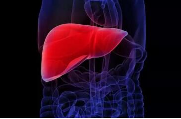 肝是身体“最沉默的器官”，这些信号出现再不养肝就晚了!(图2)