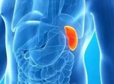 为什么很少听说心脏肿瘤、脾肿瘤?(图2)