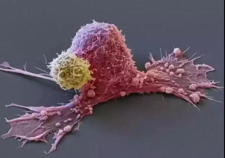 人人都有肿瘤细胞，为什么不是人人都患肿瘤?(图3)