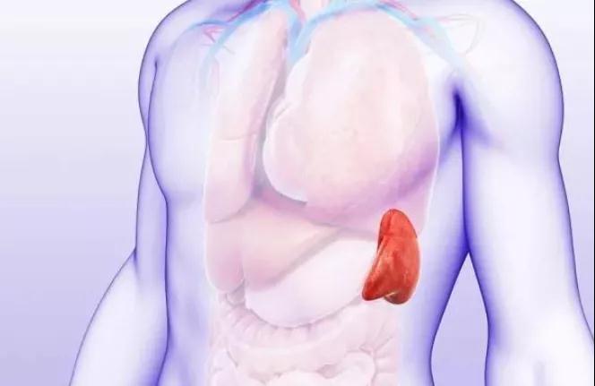 一切大病，皆源于脾衰——脾衰比肾虚更可怕(图3)