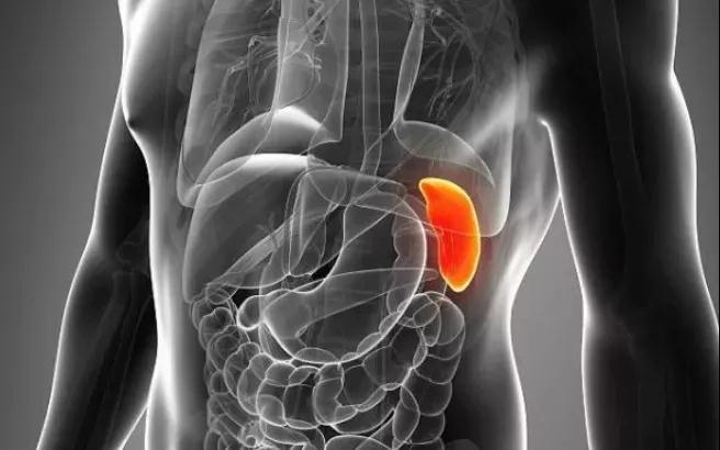 一切大病，皆源于脾衰——脾衰比肾虚更可怕(图2)