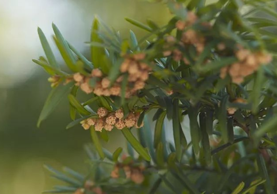 【科普】走出抗癌食物误区，掌握真正防癌方法(图4)
