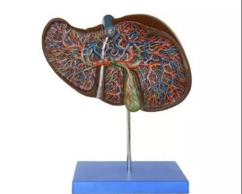 什么人最容易得肝癌?这3类人被医生点名了!(图2)