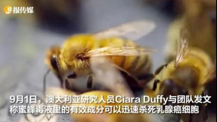 新发现：蜜蜂毒液可杀死乳腺癌细胞(图2)
