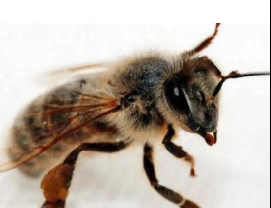 新发现：蜜蜂毒液可杀死乳腺癌细胞(图3)