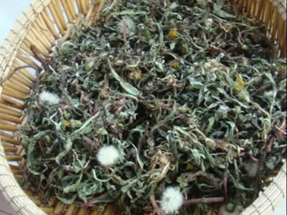 甲状腺瘤吃蒲公英有用吗？(图3)