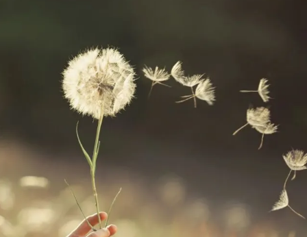 甲状腺瘤吃蒲公英有用吗？(图2)