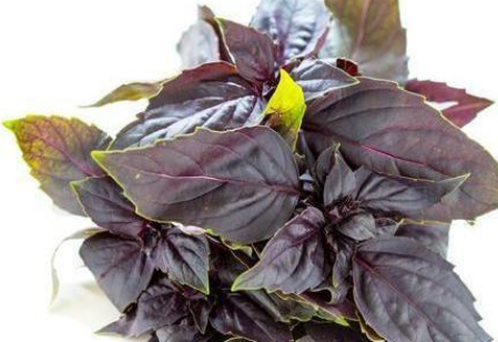 春季5种野菜堪称“致癌大王”，莫贪嘴(图4)