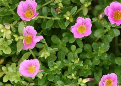 春季5种野菜堪称“致癌大王”，莫贪嘴(图3)