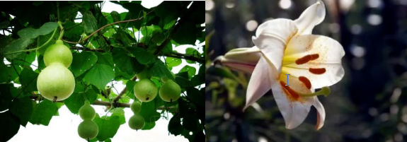 植物、动物、矿物等——瑶药多样品种包罗万象……(图5)