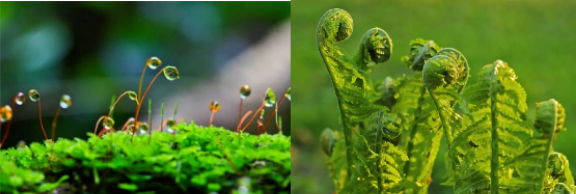 植物、动物、矿物等——瑶药多样品种包罗万象……(图4)