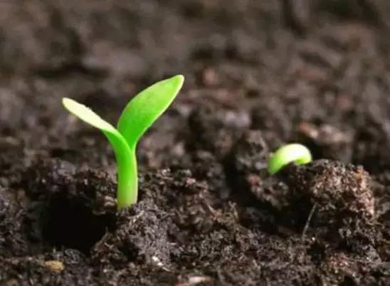 “肿瘤杀手”还是“传统糟粕”?还中医药一个“公道”(图2)