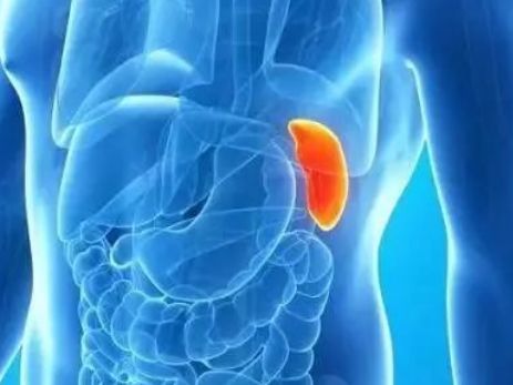 【揭秘】为什么很少听说心脏肿瘤、脾肿瘤?(图3)