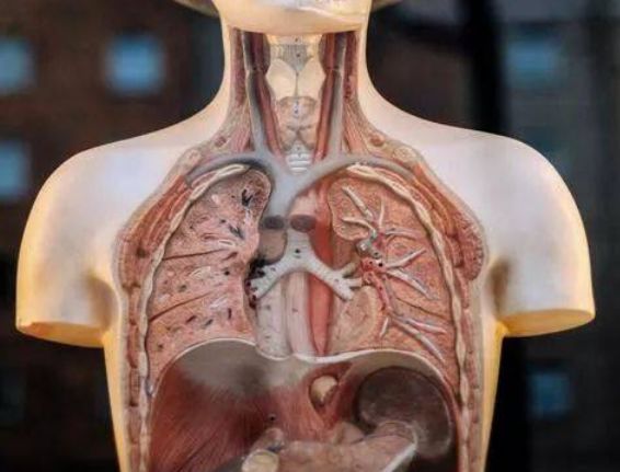 【关注】会呼吸的痛，哪些“痛”是肺肿瘤的报警器(图2)