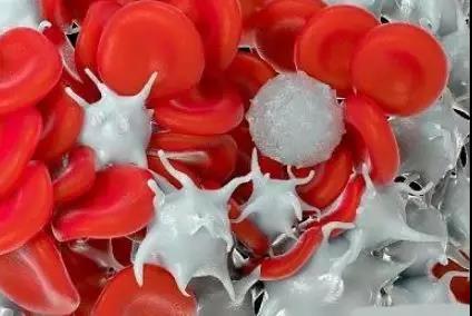 【肿瘤饮食】化疗引起的血小板降低，这么吃可以补回来！(图1)