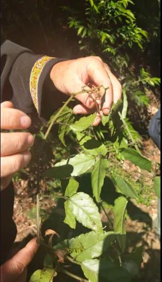 “瑶药”，算不算上天所赐？(图2)