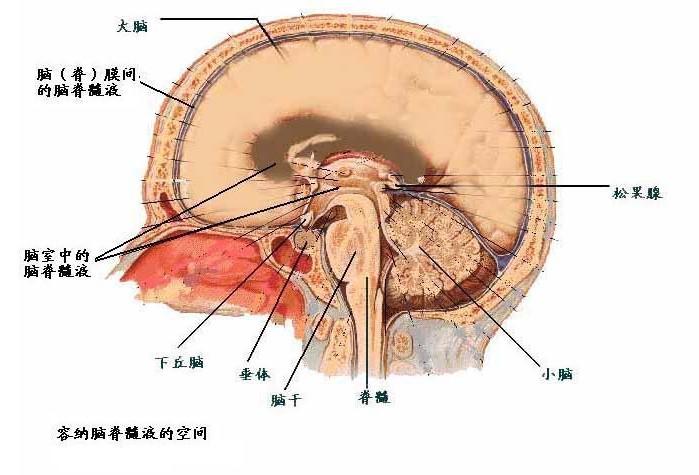 脑瘤与脑癌的区别(图1)