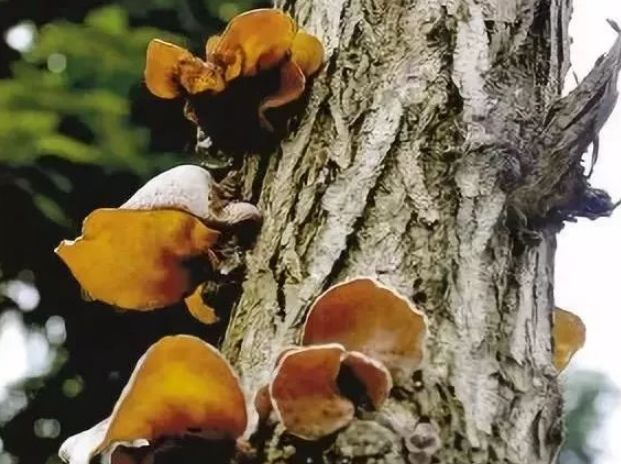 【防瘤抗瘤】木耳被称为“血管清道夫”，常吃排毒抗...(图4)