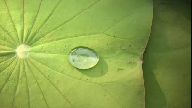 【科普】瘦不下来是湿气重？祛除湿气，饮食运动双管齐下(图5)