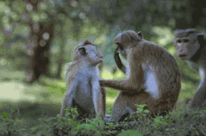 “多吃点”是最毒的爱，最新研究表明：吃得多，死得快!(图2)