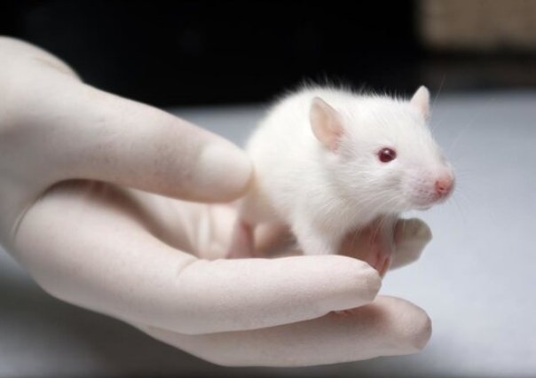 研究证实：吃进去的脂肪，喂饱了癌细胞，却饿坏免疫细胞!(图1)