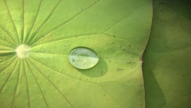 【科普】瘦不下来是湿气重?祛除湿气，饮食运动双管齐下!(图5)